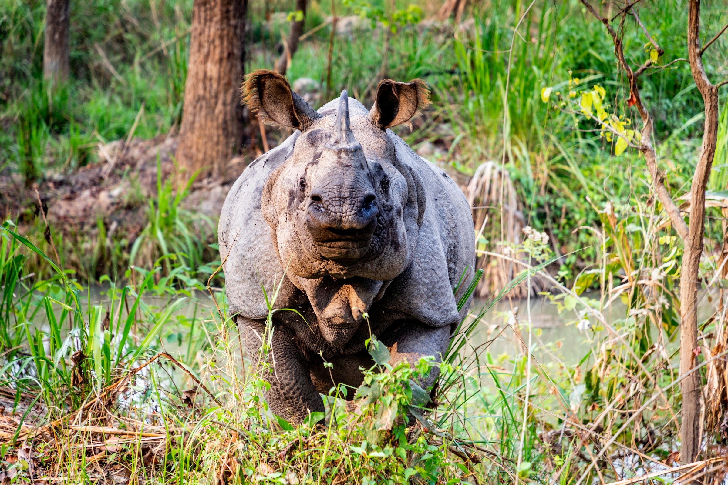 2 Nights 3 Days Chitwan Jungle Safari